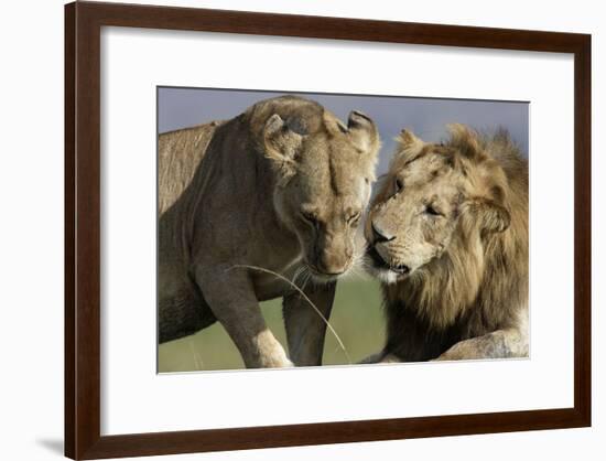 Lion Male and Female-null-Framed Photographic Print