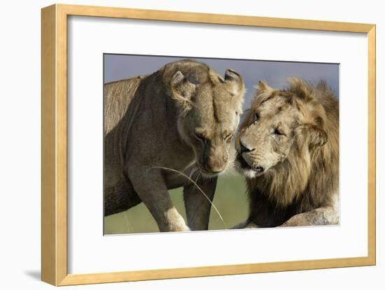 Lion Male and Female-null-Framed Photographic Print