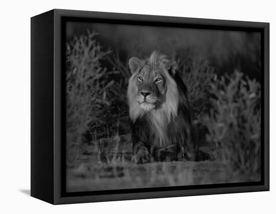 Lion Male, Kalahari Gemsbok, South Africa-Tony Heald-Framed Premier Image Canvas