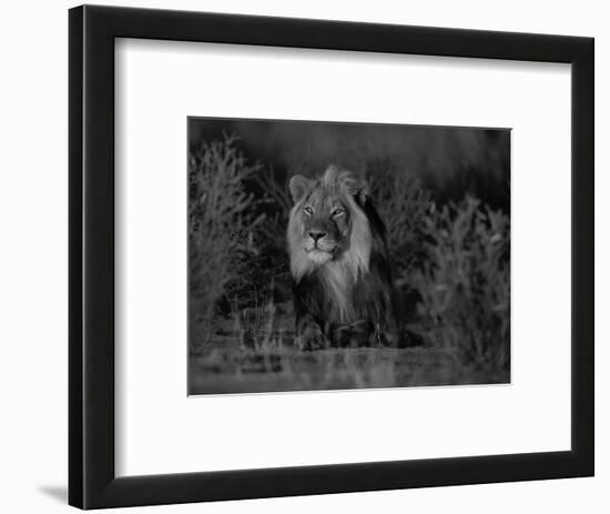 Lion Male, Kalahari Gemsbok, South Africa-Tony Heald-Framed Premium Photographic Print