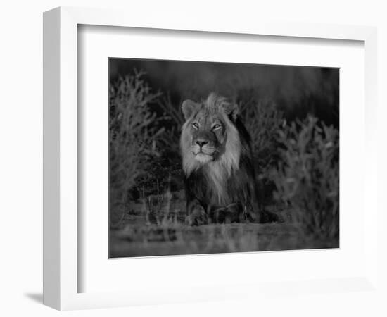 Lion Male, Kalahari Gemsbok, South Africa-Tony Heald-Framed Premium Photographic Print