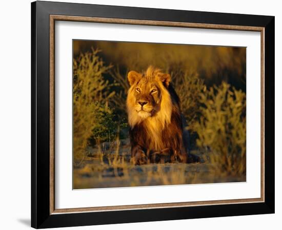 Lion Male, Kalahari Gemsbok, South Africa-Tony Heald-Framed Photographic Print