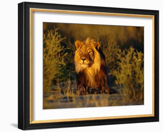 Lion Male, Kalahari Gemsbok, South Africa-Tony Heald-Framed Photographic Print