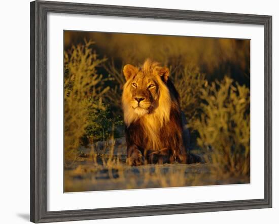 Lion Male, Kalahari Gemsbok, South Africa-Tony Heald-Framed Photographic Print