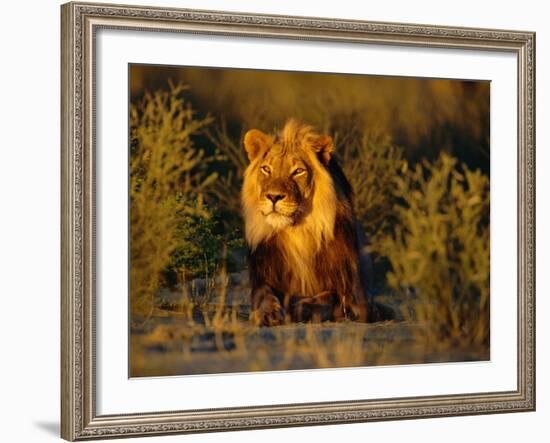 Lion Male, Kalahari Gemsbok, South Africa-Tony Heald-Framed Photographic Print