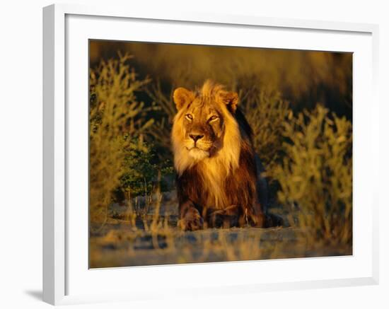 Lion Male, Kalahari Gemsbok, South Africa-Tony Heald-Framed Photographic Print