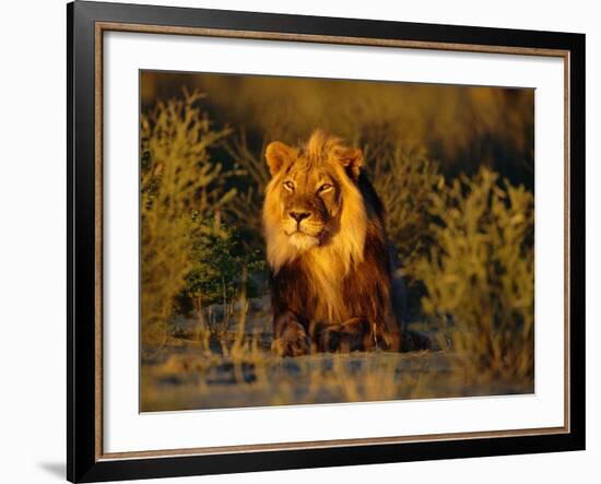 Lion Male, Kalahari Gemsbok, South Africa-Tony Heald-Framed Photographic Print