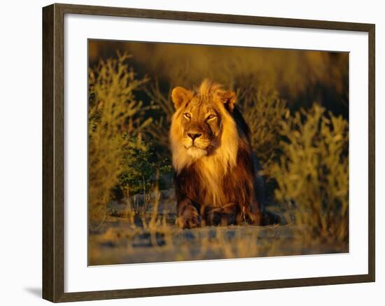 Lion Male, Kalahari Gemsbok, South Africa-Tony Heald-Framed Photographic Print