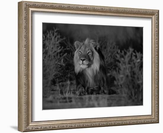 Lion Male, Kalahari Gemsbok, South Africa-Tony Heald-Framed Photographic Print