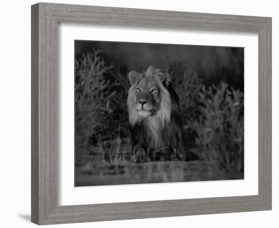 Lion Male, Kalahari Gemsbok, South Africa-Tony Heald-Framed Photographic Print