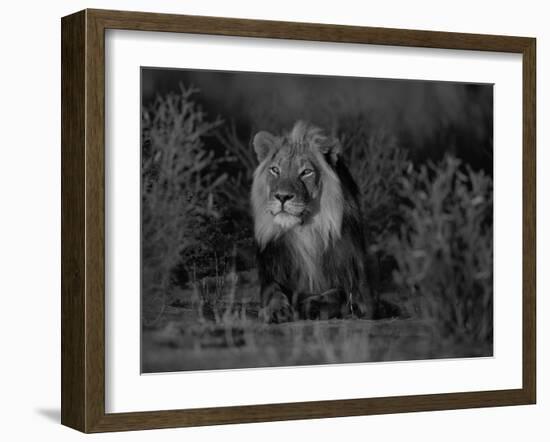 Lion Male, Kalahari Gemsbok, South Africa-Tony Heald-Framed Photographic Print