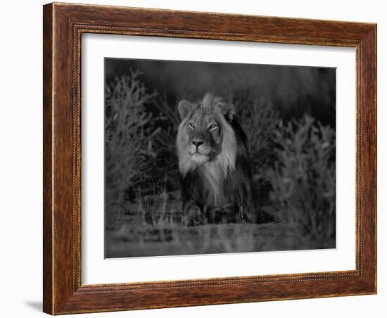 Lion Male, Kalahari Gemsbok, South Africa-Tony Heald-Framed Photographic Print