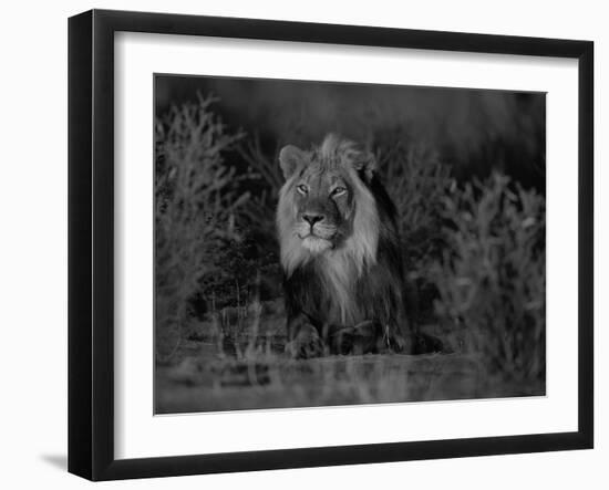 Lion Male, Kalahari Gemsbok, South Africa-Tony Heald-Framed Photographic Print