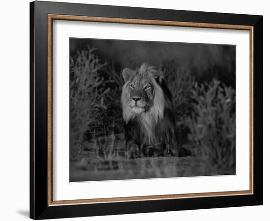 Lion Male, Kalahari Gemsbok, South Africa-Tony Heald-Framed Photographic Print