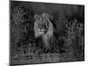 Lion Male, Kalahari Gemsbok, South Africa-Tony Heald-Mounted Photographic Print