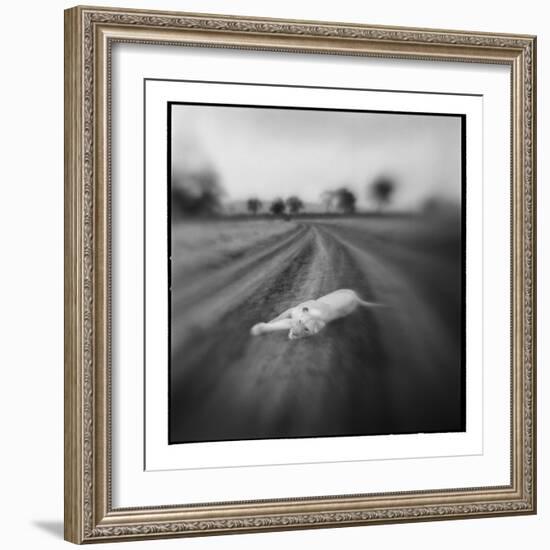 Lion, Masai Mara Game Reserve, Kenya-Paul Souders-Framed Photographic Print