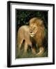'Lion, Masai Mara Game Resv, Kenya, Africa' Photographic ...