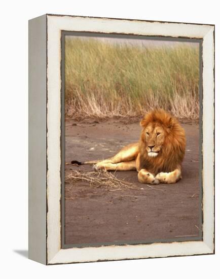 Lion, Masai Mara Game Resv, Kenya, Africa-Elizabeth DeLaney-Framed Premier Image Canvas