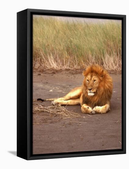 Lion, Masai Mara Game Resv, Kenya, Africa-Elizabeth DeLaney-Framed Premier Image Canvas