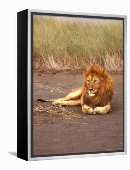 Lion, Masai Mara Game Resv, Kenya, Africa-Elizabeth DeLaney-Framed Premier Image Canvas