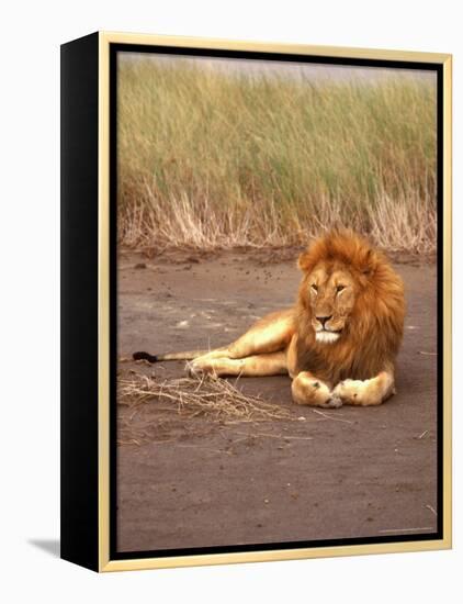 Lion, Masai Mara Game Resv, Kenya, Africa-Elizabeth DeLaney-Framed Premier Image Canvas