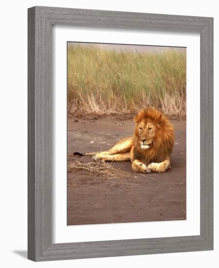 Lion, Masai Mara Game Resv, Kenya, Africa-Elizabeth DeLaney-Framed Photographic Print