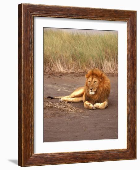 Lion, Masai Mara Game Resv, Kenya, Africa-Elizabeth DeLaney-Framed Photographic Print
