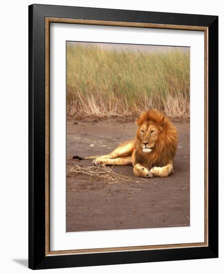 Lion, Masai Mara Game Resv, Kenya, Africa-Elizabeth DeLaney-Framed Photographic Print