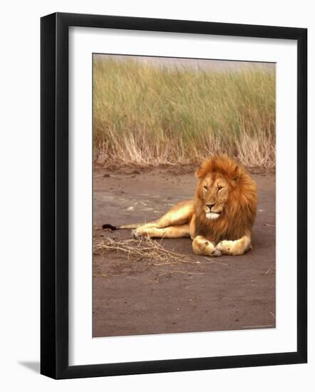 Lion, Masai Mara Game Resv, Kenya, Africa-Elizabeth DeLaney-Framed Photographic Print