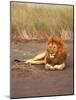 Lion, Masai Mara Game Resv, Kenya, Africa-Elizabeth DeLaney-Mounted Photographic Print