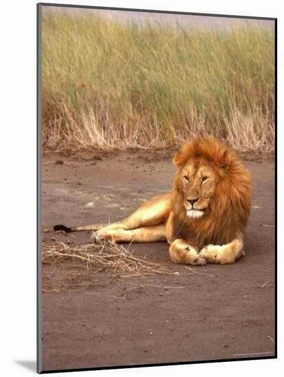 Lion, Masai Mara Game Resv, Kenya, Africa-Elizabeth DeLaney-Mounted Photographic Print