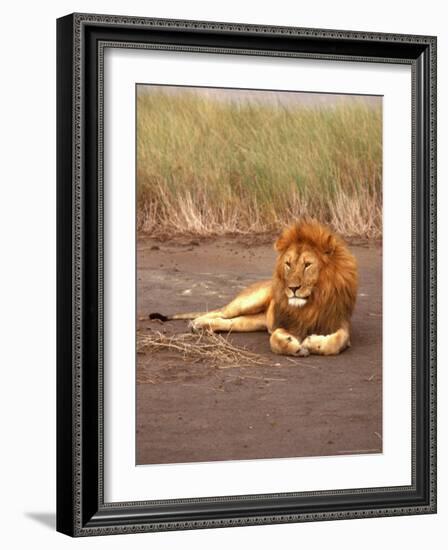 Lion, Masai Mara Game Resv, Kenya, Africa-Elizabeth DeLaney-Framed Photographic Print