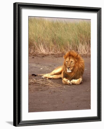 Lion, Masai Mara Game Resv, Kenya, Africa-Elizabeth DeLaney-Framed Photographic Print