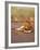 Lion, Masai Mara Game Resv, Kenya, Africa-Elizabeth DeLaney-Framed Photographic Print