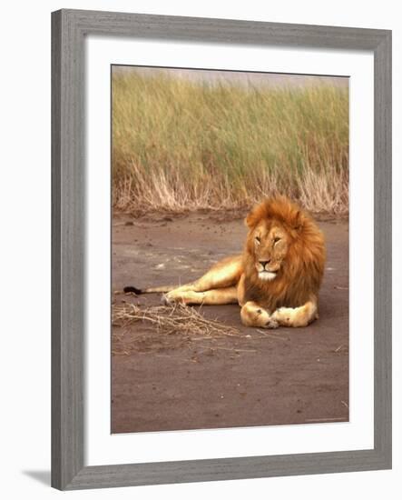 Lion, Masai Mara Game Resv, Kenya, Africa-Elizabeth DeLaney-Framed Photographic Print