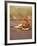 Lion, Masai Mara Game Resv, Kenya, Africa-Elizabeth DeLaney-Framed Photographic Print