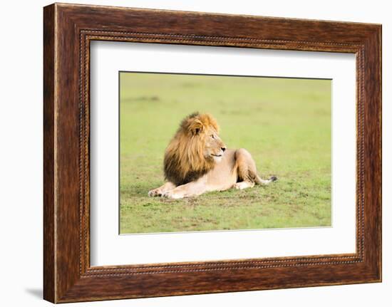 Lion, Masai Mara, Kenya, East Africa, Africa-Karen Deakin-Framed Photographic Print