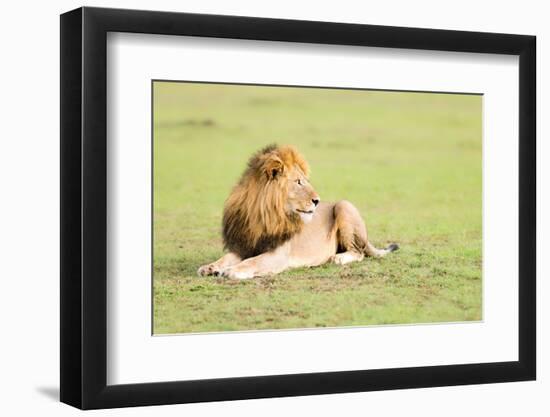 Lion, Masai Mara, Kenya, East Africa, Africa-Karen Deakin-Framed Photographic Print