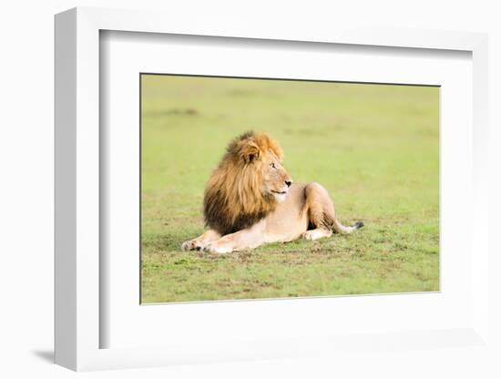 Lion, Masai Mara, Kenya, East Africa, Africa-Karen Deakin-Framed Photographic Print