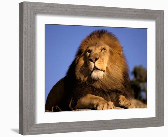 Lion, Masai Mara, Kenya-Marilyn Parver-Framed Photographic Print