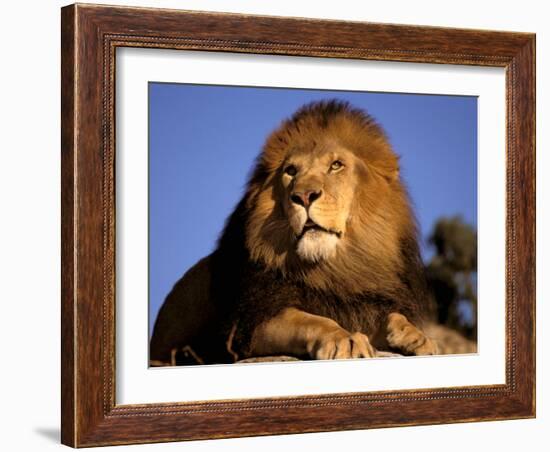 Lion, Masai Mara, Kenya-Marilyn Parver-Framed Photographic Print