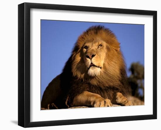 Lion, Masai Mara, Kenya-Marilyn Parver-Framed Photographic Print