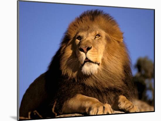 Lion, Masai Mara, Kenya-Marilyn Parver-Mounted Photographic Print