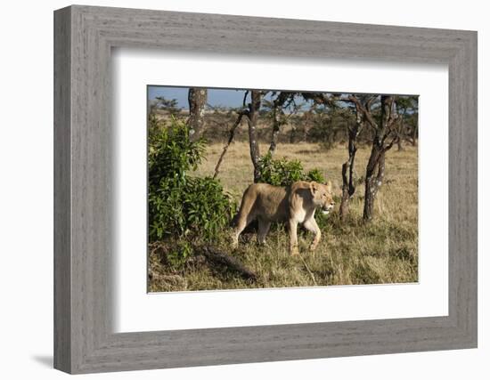 Lion, Masai Mara, Kenya-Sergio Pitamitz-Framed Photographic Print