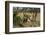 Lion, Masai Mara, Kenya-Sergio Pitamitz-Framed Photographic Print