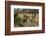 Lion, Masai Mara, Kenya-Sergio Pitamitz-Framed Photographic Print