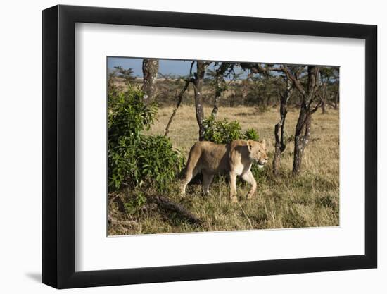 Lion, Masai Mara, Kenya-Sergio Pitamitz-Framed Photographic Print