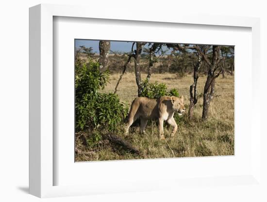 Lion, Masai Mara, Kenya-Sergio Pitamitz-Framed Photographic Print