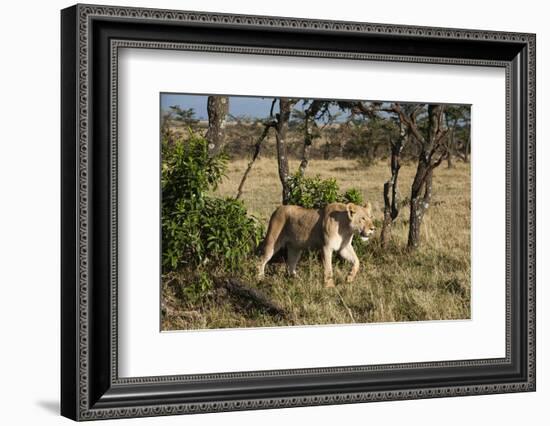 Lion, Masai Mara, Kenya-Sergio Pitamitz-Framed Photographic Print