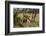 Lion, Masai Mara, Kenya-Sergio Pitamitz-Framed Photographic Print